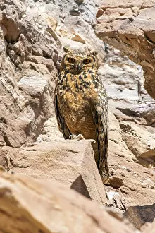 Desert Bird Species Drucke: Pharaoh Eagle-Owl, Woestijnoehoe, Bubo ascalaphus ascalaphus