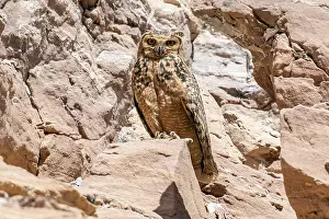 Middle East Wildlife Drucke: Pharaoh Eagle-Owl, Woestijnoehoe, Bubo ascalaphus ascalaphus