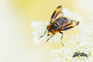 Bilder Datiert 1. August 2019: Phasia hemiptera