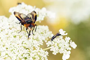 German Wildlife Fauna Drucke: Phasia hemiptera