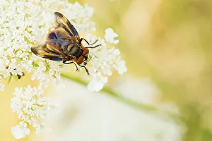 Bilder Datiert 1. August 2019: Phasia hemiptera