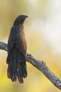 Island Wildlife Photography Drucke: Pheasant Coucal, Centropus phasianinus