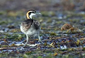 Asian Nature Photography Drucke: Pheasant-tailed Jacana