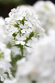 Garden Flowers Drucke: Phlox, Phlox sp