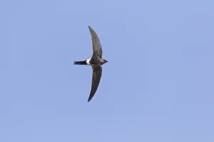 Bild einer Vogelart
