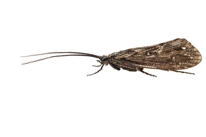 Bilder Datiert 10. Mai 2020: Phryganea bipunctata