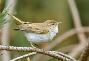 Netherlands Bird Photography Drucke: Phylloscopus bonelli
