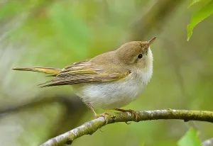 Bilder Datiert 22. Mai 2021: Phylloscopus bonelli