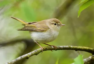 Bilder Datiert 22. Mai 2021: Phylloscopus bonelli