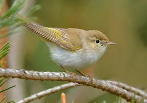 Western Europe Birds Drucke: Phylloscopus bonelli