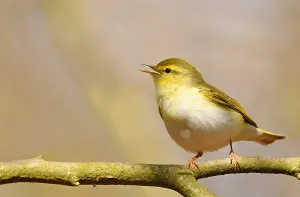 Woodland Bird Species Drucke: Phylloscopus sibilatrix