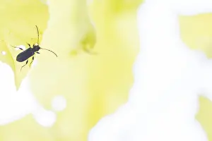 Bilder Datiert 28. Mai 2021: Phymatodes rufipes
