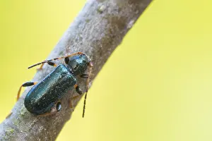 Bilder Datiert 28. Mai 2021: Phymatodes rufipes