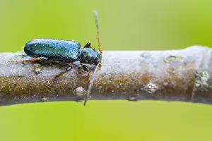 Bilder Datiert 28. Mai 2021: Phymatodes rufipes