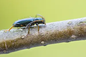 Bilder Datiert 28. Mai 2021: Phymatodes rufipes