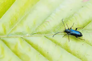 Bilder Datiert 28. Mai 2021: Phymatodes rufipes