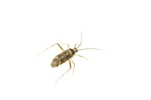 Gerahmter Druck : Phytocoris dimidiatus