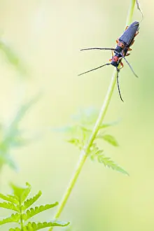 Cerambycidae Family Drucke: Phytoecia affinis