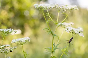 Cerambycidae Family Drucke: Phytoecia affinis