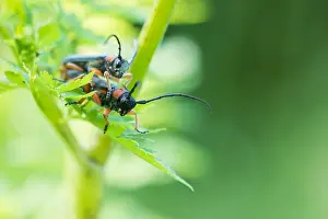 Beetle Species Identification Drucke: Phytoecia affinis