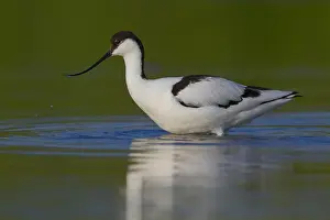 Recurvirostra Avosetta Images Drucke: Pied Avocet