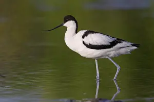 European Bird Drucke: Pied Avocet
