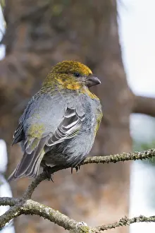 Finnish Wildlife Animals Drucke: Pine Grosbeak