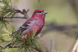 Gerahmter Druck : Pine Grosbeak Gerahmter Druck : Pine Grosbeak