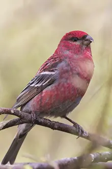 Finnish Wildlife Drucke: Pine Grosbeak