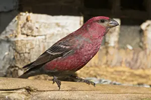 Pine Grosbeak Drucke: Pine Grosbeak