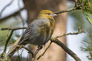 Finnish Wildlife Photos Drucke: Pine Grosbeak