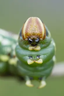 Pine Hawk Moth Drucke: Pine Hawk-moth; Sphinx pinastri