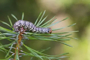 August Drucke: Pine Hawk-moth; Sphinx pinastri