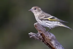 Male Bird Perched Drucke: Pine Siskin, Spinus pinus