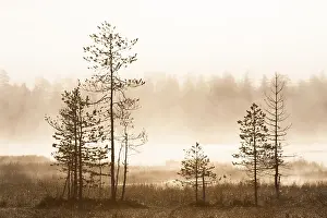 Finland Landscape Photography Drucke: Pine trees in taiga fores