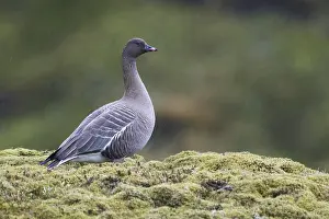 Wild Geese In Europe Drucke: Pink-footed Goose