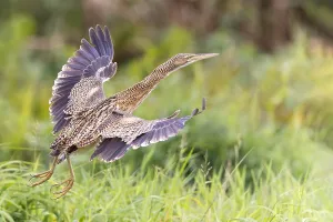 Central American Bird Species Drucke: Pinnated Bittern, Botaurus pinnatus