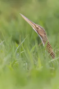 Central American Bird Species Drucke: Pinnated Bittern, Botaurus pinnatus
