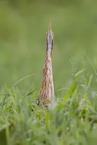 Gerahmter Druck : Pinnatflügelschenkel, Botaurus pinnatus Gerahmter Druck : Pinnatflügelschenkel, Botaurus pinnatus