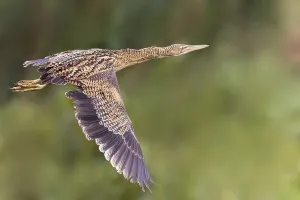 Central American Bird Species Drucke: Pinnated Bittern, Botaurus pinnatus