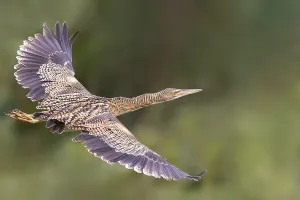 Wild Animal Photoshoots Drucke: Pinnated Bittern, Botaurus pinnatus