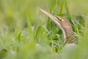 Nature Photography America Drucke: Pinnated Bittern, Botaurus pinnatus