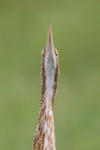 Gerahmter Druck : Pfuhlschnepfe, Botaurus pinnatus Gerahmter Druck : Pfuhlschnepfe, Botaurus pinnatus