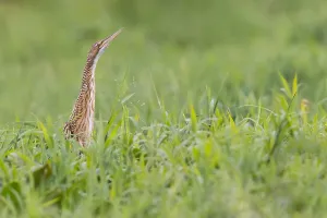Nature Photography America Drucke: Pinnated Bittern, Botaurus pinnatus