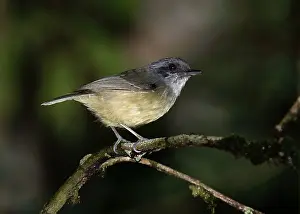Brazilian Wildlife Images Drucke: Plain Antvireo, Dysithamnus mentalis