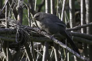 Bilder Datiert 16. Juni 2013: Einfache Lachlaubsänger, Pterorhinus davidi