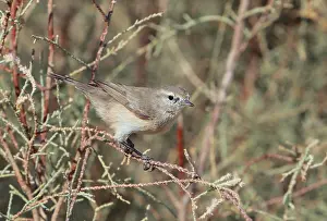 Plain Leaf Warbler, Phylloscopus neglectus