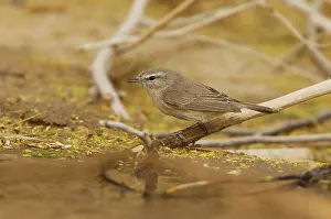 Einfarb-Laubsänger, Phylloscopus neglectus