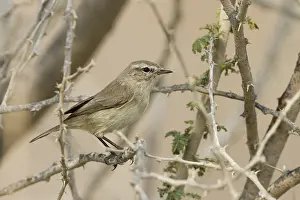 Bilder Datiert 29. Januar 2013: Einfachen Blätter Waldsänger, Phylloscopus neglectus.