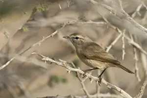 Bilder Datiert 29. Januar 2013: Einfachen Blätter Waldsänger, Phylloscopus neglectus.